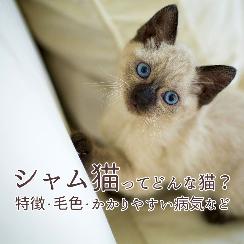 シャム猫(サイアミーズ)はどんな猫？性格や歴史、かかりやすい ...