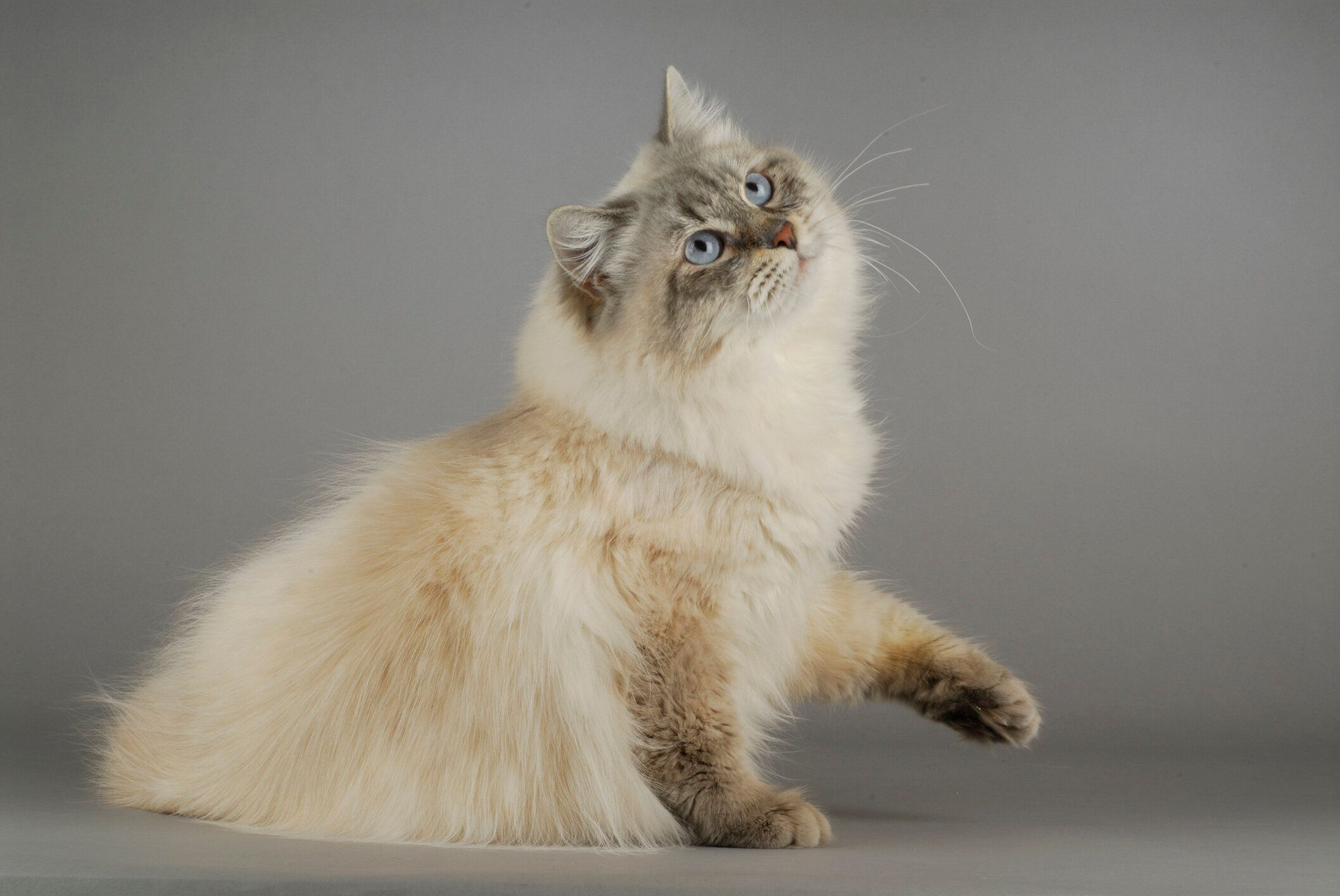 サイベリアンの特徴と飼い方 可愛い画像いっぱい｜ねこのきもち ...