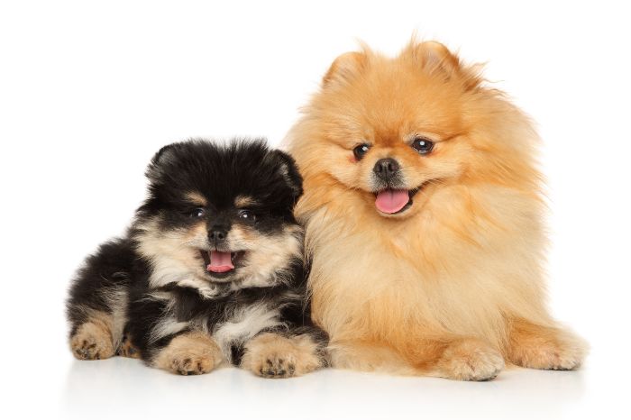 ポメラニアンの特徴や飼うときの注意点を解説！ | ペットと ...