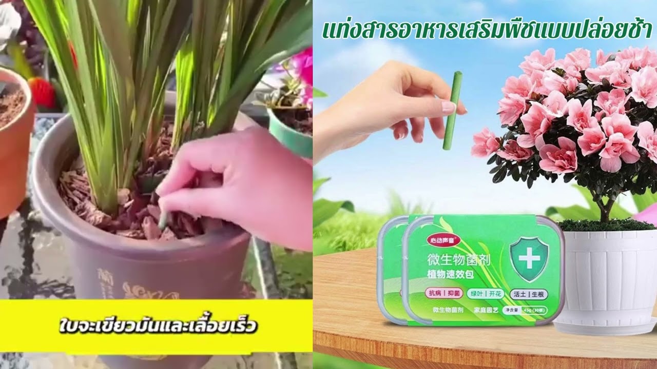 แท่งสารอาหารเสริมพืชสําหรับผักและผลไม้