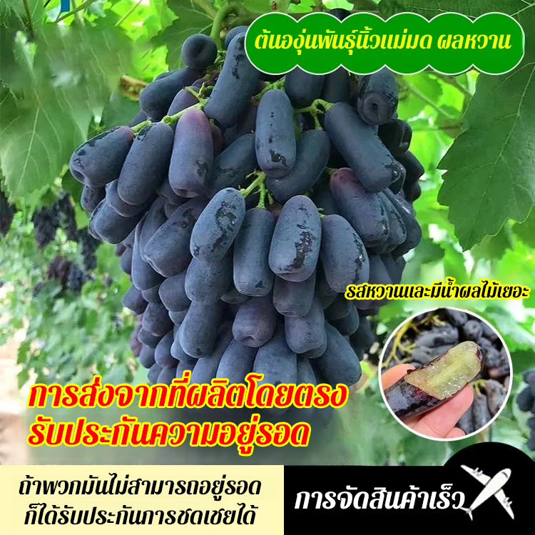 ต้นกล้าองุ่นไพลินหวานโกลด์ฟิงเกอร์