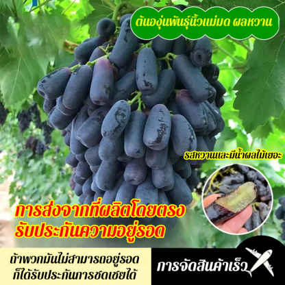 ต้นกล้าองุ่นไพลินหวานโกลด์ฟิงเกอร์