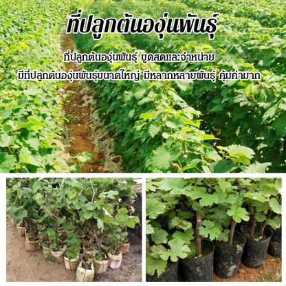 ต้นกล้าองุ่นไพลินหวานโกลด์ฟิงเกอร์