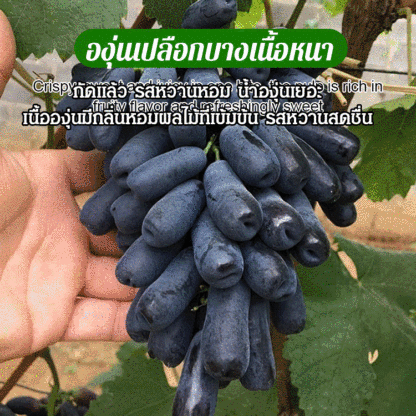 ต้นกล้าองุ่นไพลินหวานโกลด์ฟิงเกอร์