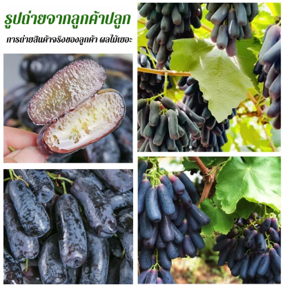 ต้นกล้าองุ่นไพลินหวานโกลด์ฟิงเกอร์