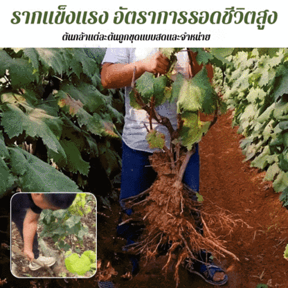 ต้นกล้าองุ่นไพลินหวานโกลด์ฟิงเกอร์