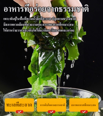 สุขภาพไขมันต่ำ สาหร่ายวากาเมะแห้ง