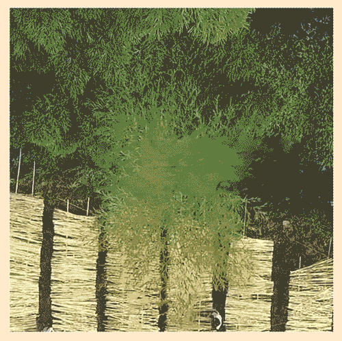 4.gif
