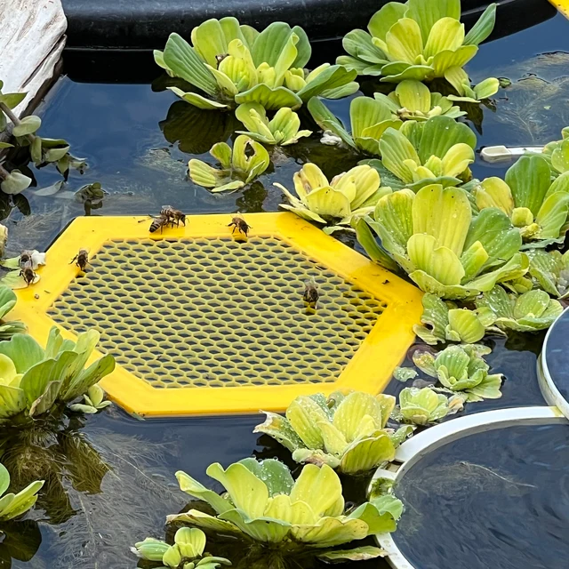 🐝Floating Bee Island