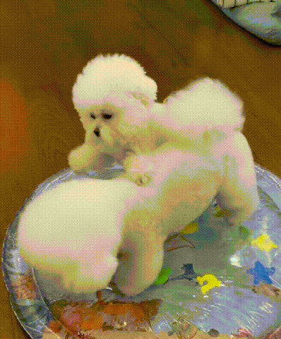 下载 (5) (1).gif