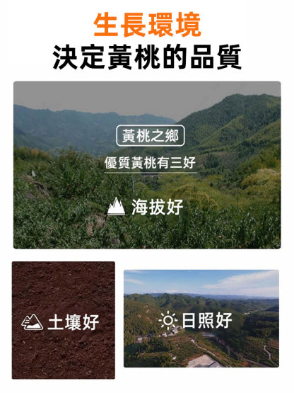 大罐優質黃桃乾