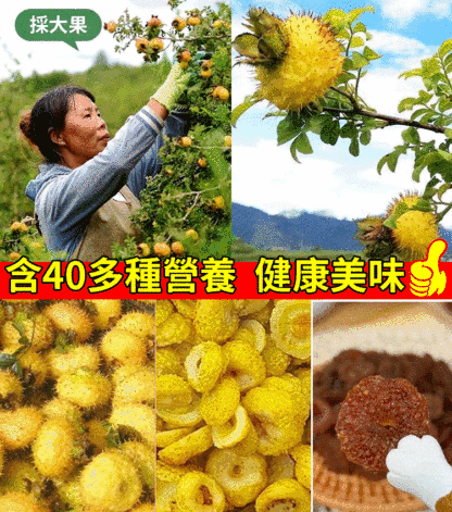 純手工刺梨乾