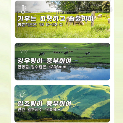  마카다미아 (우유향) 