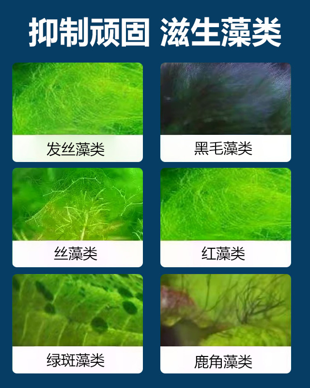 【除藻王】瘋狂水草除藻劑