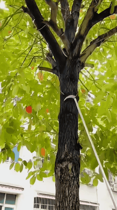 1 (4).gif