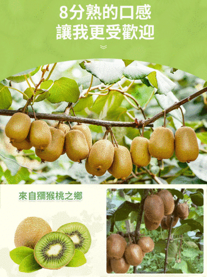 美味健康獼猴桃乾