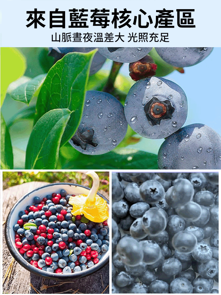 藍莓李果伊犁藍莓幹