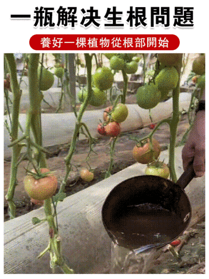 植物生根劑