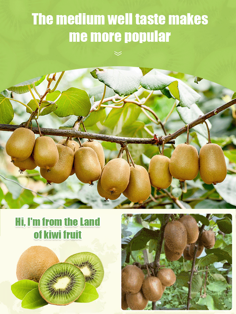 Delicious and Healthy Dried Kiwifruit
