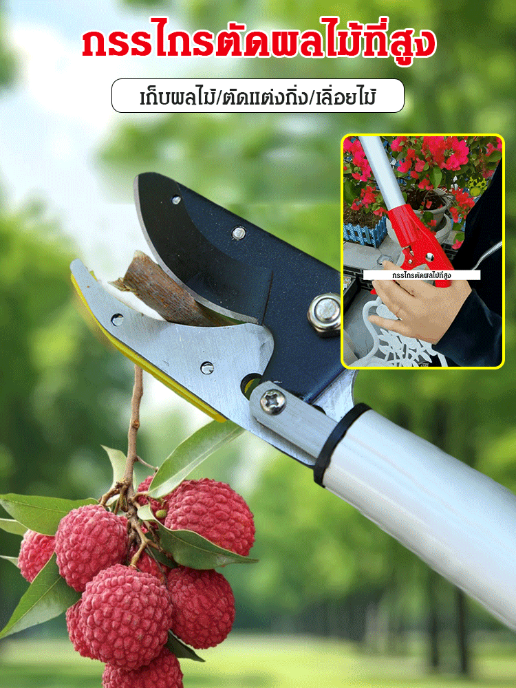 กรรไกรตัดผลไม้ที่สูงแบบยืดหดได้ เหล็ก SK5 