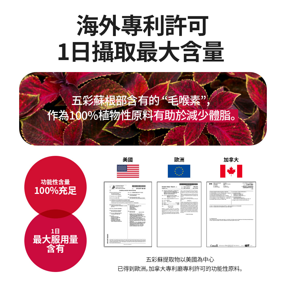 Coleology五彩蘇植物纖體睡眠片