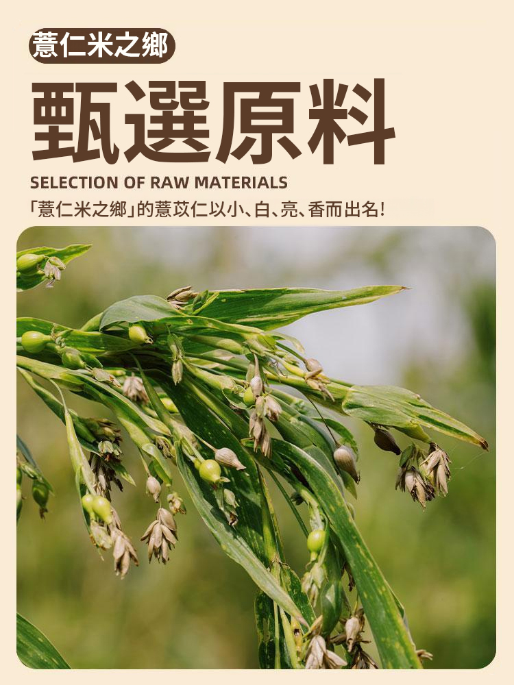 【暖脾胃去寒濕】特級炒薏米仁