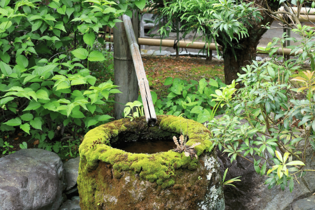 Mori San's ornamental garden 
