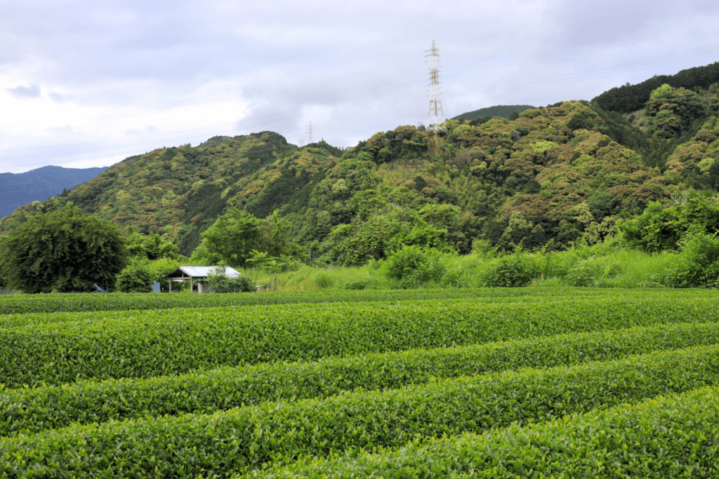 Japanese sencha tea gardens in Kosetto village - photo by Sally Gurteen 