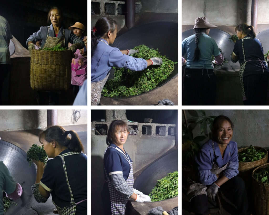 wild tree black tea being made by hand in Chinese Yunnan - da xue shan wild tree black tea