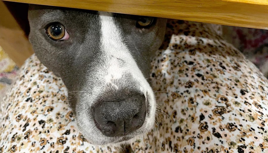 Dog-begging-under-the-table