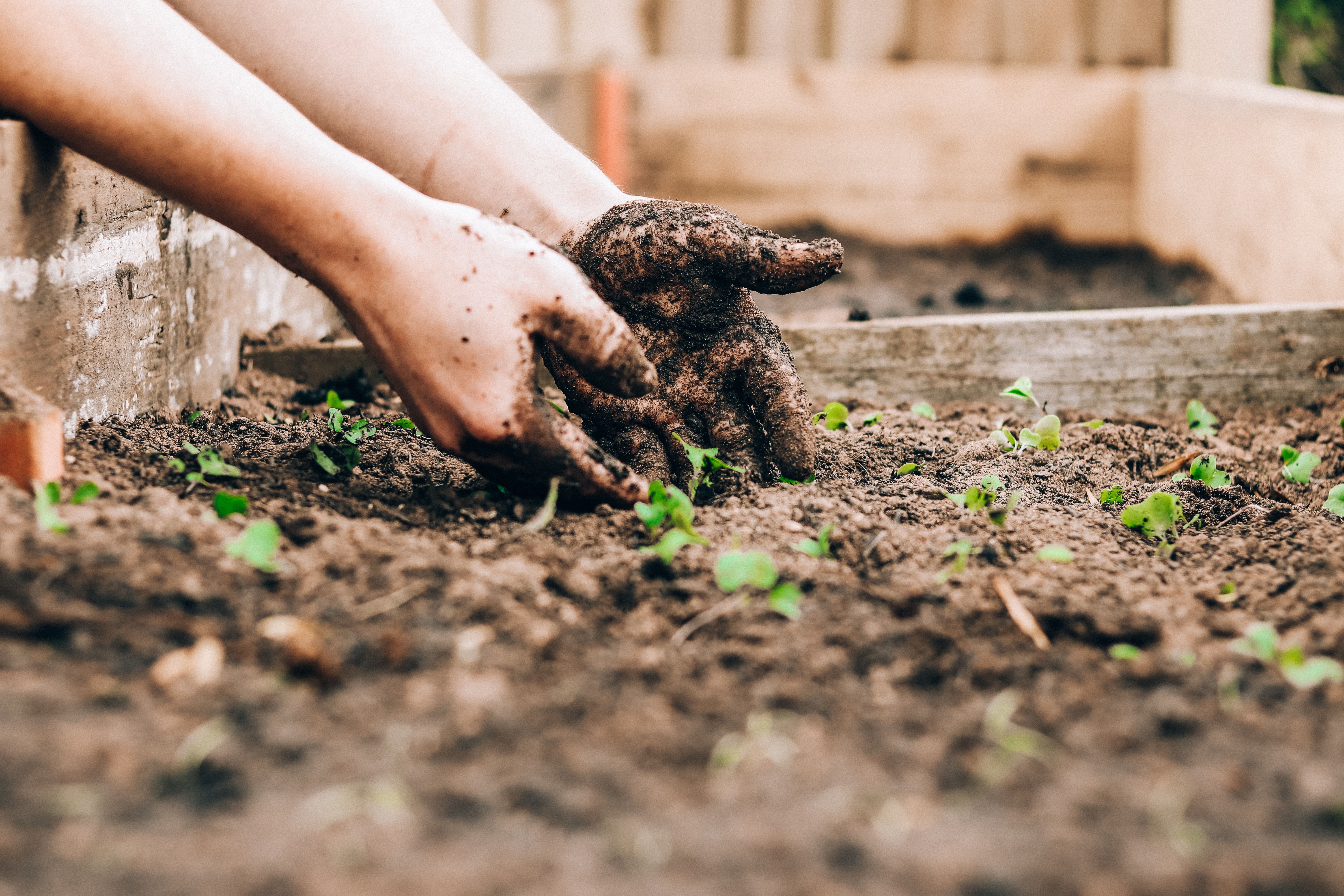 Singapore’s gardening community and growing your own food