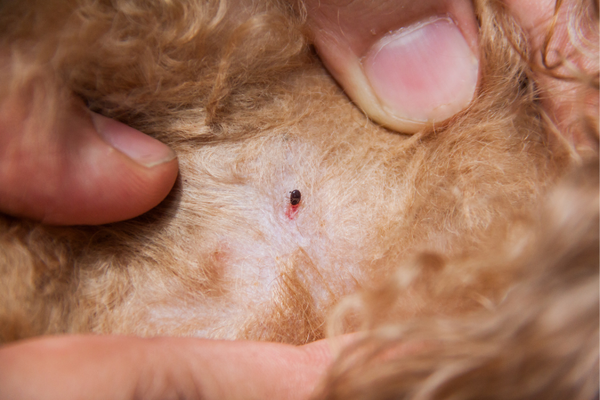 mites-on-dogs-how-to-get-rid-of-mites-on-dogs