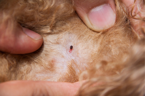 how to get rid of mites on dogs