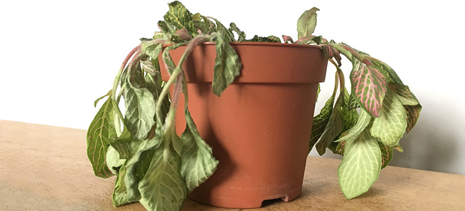 Credit: The Plant Rescuer